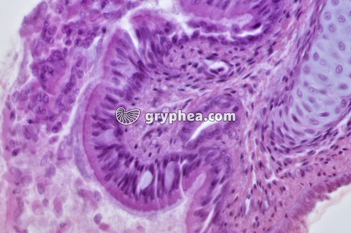 Trachée x160 - gryphea.com